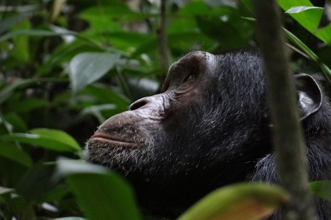 5 days gorillas and chimpanzee tracking - What the 4.7 rating means for your decision