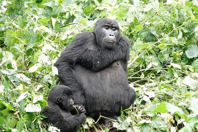 5 days gorillas and chimpanzee tracking - Who should book this Uganda safari