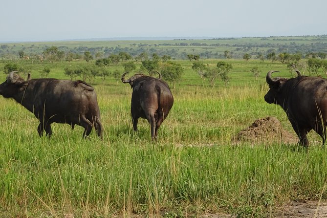 5 Days gorillas and Lion Tour in Uganda - Why this Uganda combination works