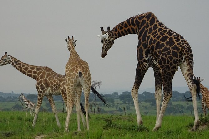 5 Days gorillas and Lion Tour in Uganda - Group size, fitness, and practical value