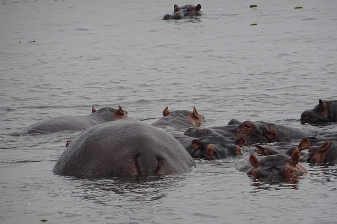 5 Days gorillas and Lion Tour in Uganda - Day 2: Lions, elephants, and the Kazinga Channel