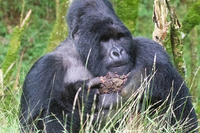 5 Days Uganda Gorilla, Chimpanzee and Wildlife Safari - Day 3: Ishasha’s tree-climbing lions