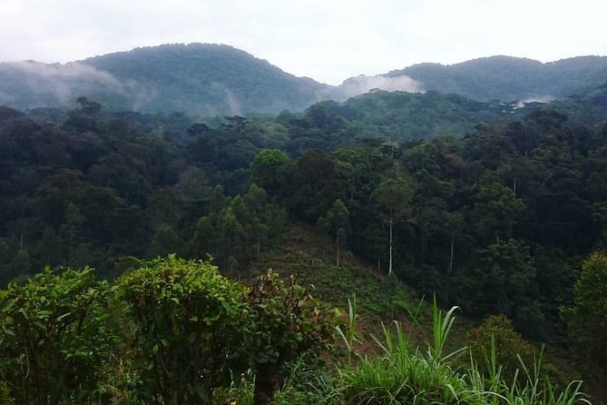 6 Day Gorilla tracking and Wildlife Safari - Day 1: A soft landing in Kampala or Entebbe