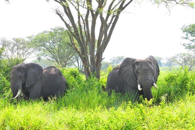 6 Day Gorilla tracking and Wildlife Safari - Day 6: Returning to Entebbe Airport