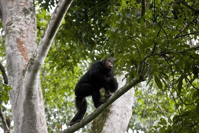 6 Day Gorilla tracking and Wildlife Safari - What the $3,370.47 price covers