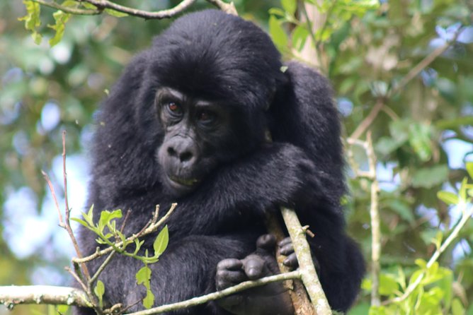 6 Day Gorillas, Golden Monkeys and Chimp Trek at Kibale - Key points to know before booking