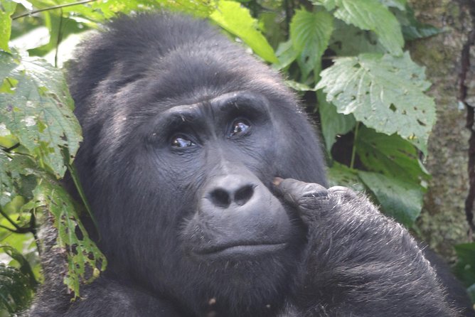 6 Day Gorillas, Golden Monkeys and Chimp Trek at Kibale - Three primate treks packed into six days
