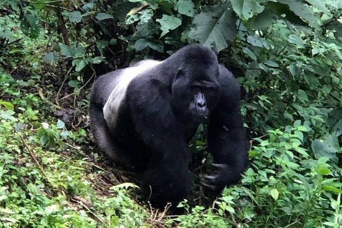 6 Day Gorillas, Golden Monkeys and Chimp Trek at Kibale - Day 6: Sunrise canoeing and the road to Kigali