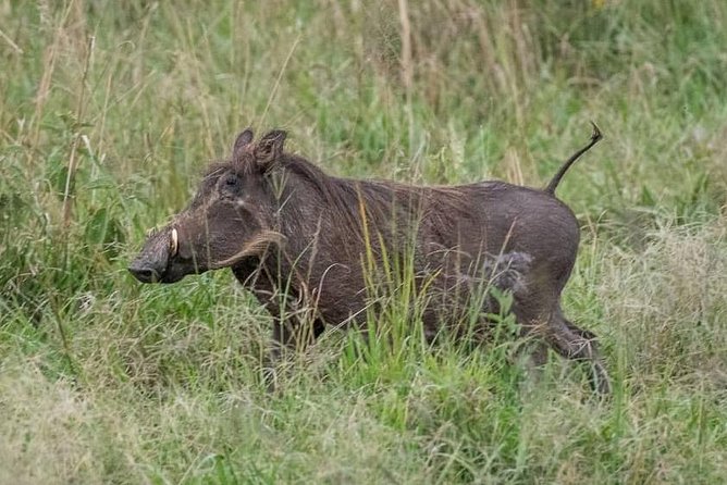 6 Day Gorillas, Golden Monkeys and Chimp Trek at Kibale - What the $3,206 price really covers