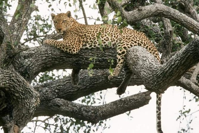 6-Day Murchison Falls, Chimp Trekking and Big Game Combo - Key points to know before booking