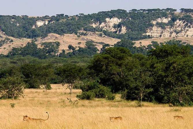 6-Day Murchison Falls, Chimp Trekking and Big Game Combo - Why this route works for a first Uganda safari