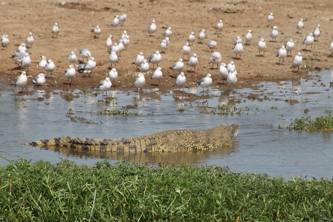 6-Day Queen Elizabeth and Mburo Luxury Safari - Why this Uganda route works
