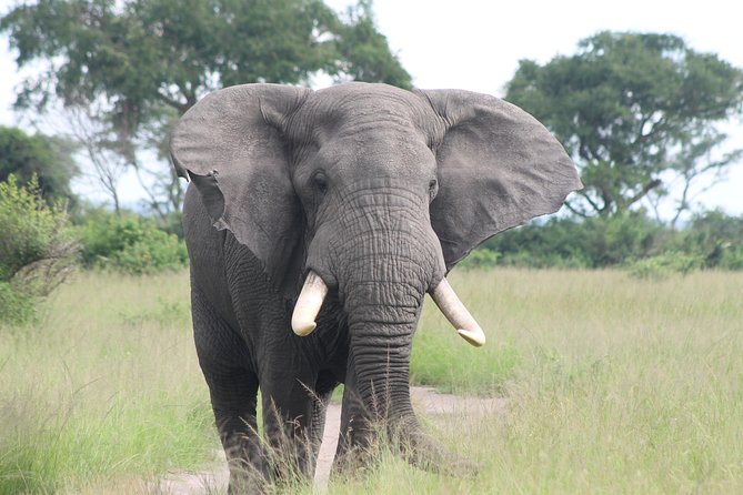 6-Day Queen Elizabeth and Mburo Luxury Safari - Day 6: Quiet time in Entebbe