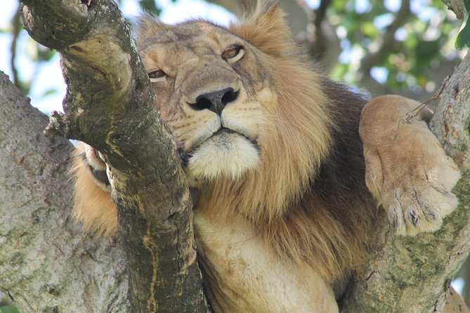 6-Day Queen Elizabeth and Mburo Luxury Safari - What $3,000 per person buys you