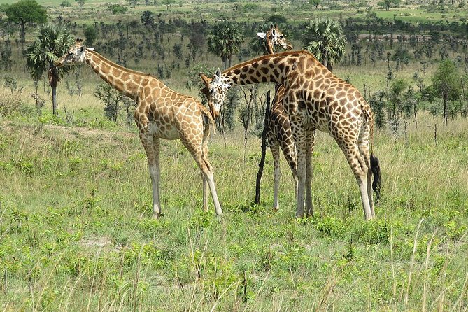 6 Days Chimps, Gorillas & Murchison Falls Africa's Big Five Experience Safari - What the six days really deliver