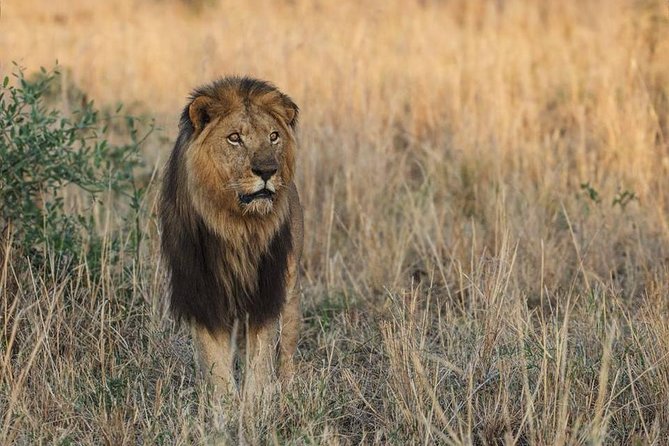 6 Days Chimps, Gorillas & Murchison Falls Africa's Big Five Experience Safari - Day six: an early departure and airport planning