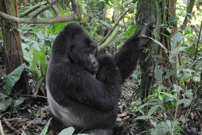6 Days Chimps, Gorillas & Murchison Falls Africa's Big Five Experience Safari - Day three: Murchison Falls to Kibale