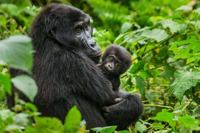 6 Days Uganda Gorilla, Chimps Trekking and Wildlife Safari - Why this six-day route works