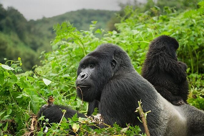 6 Days Uganda Gorilla, Chimps Trekking and Wildlife Safari - Day 1: An easy arrival in Entebbe