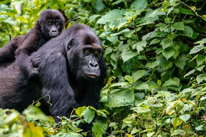 6 Days Uganda Gorilla, Chimps Trekking and Wildlife Safari - Guides, private travel, and day-to-day comfort