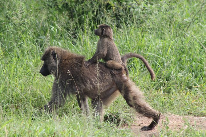 7-Day Murchison Falls, Chimps & Gorilla Trekking - Days 1 and 2: wildlife and water at Murchison Falls