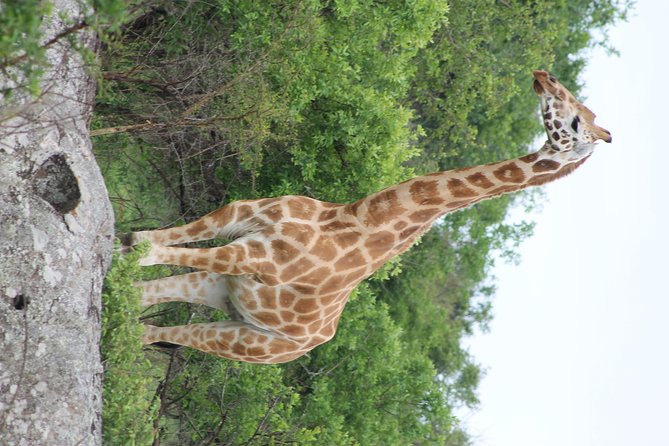 7-Day Murchison Falls, Chimps & Gorilla Trekking - Day 5: crossing the Equator and reaching Bwindi