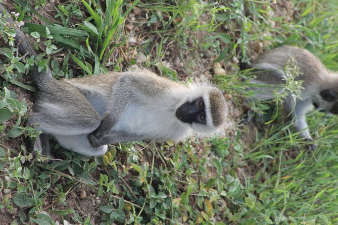 7-Day Murchison Falls, Chimps & Gorilla Trekking - Day 6: gorilla trekking in Bwindi