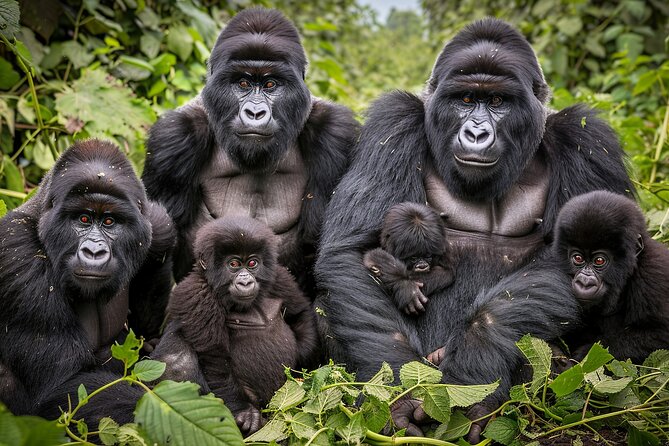 7-Day Private Uganda Gorilla Tracking Safari Tour From Entebbe - Key points to know before booking