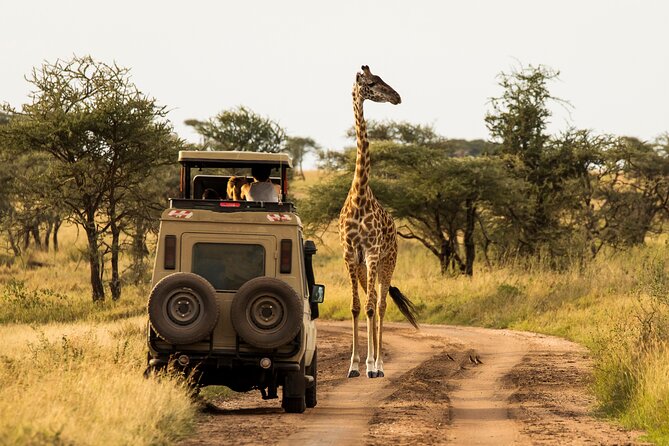 7-Day Private Uganda Gorilla Tracking Safari Tour From Entebbe - From Lake Victoria to the Equator on the first two days