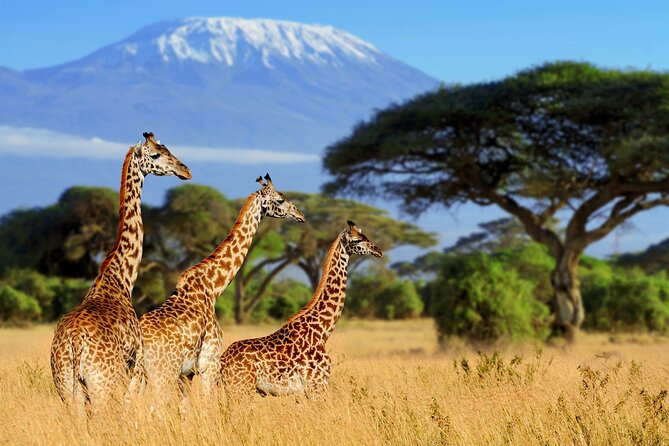 7-Day Private Uganda Gorilla Tracking Safari Tour From Entebbe - Entebbe return, meals, transport, and lodging choices