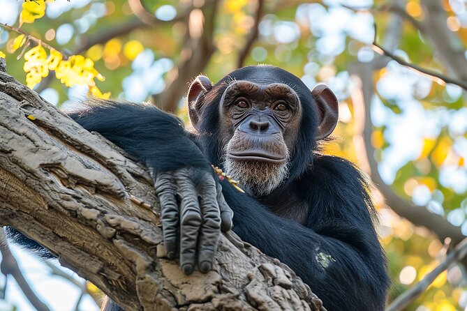7-Day Private Uganda Gorilla Tracking Safari Tour From Entebbe - Who will enjoy this Uganda safari most?