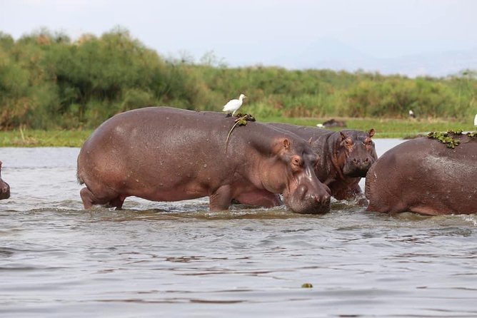 7-Day Uganda Adventure Safari - Midrange Lodges - Two Ugandan parks, one busy but rewarding week