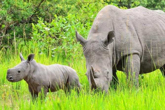 7-Day Uganda Adventure Safari - Midrange Lodges - Day three: Murchison game drives and the Nile