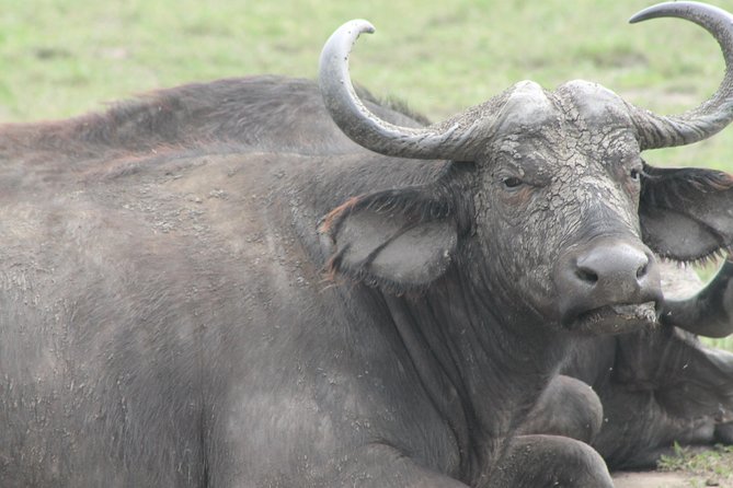 7-Day Wildlife Adventure Safari - Day 1: Sipi Falls and the open country of Pian Upe