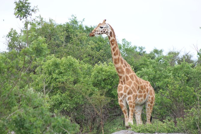 7-Day Wildlife Adventure Safari - Day 6: Murchison wildlife and the Nile to the falls