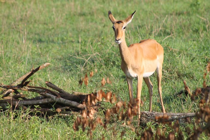 7-Day Wildlife Adventure Safari - Day 2: Sunrise wildlife and Karamajong culture