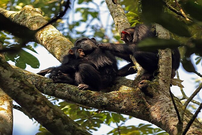 7 Days Flying Gorillas and Wildlife Safari Uganda Private Tour - Why this seven-day Uganda route works
