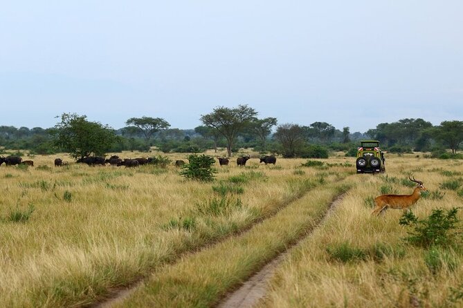 7 Days Flying Gorillas and Wildlife Safari Uganda Private Tour - Day 2: Six hours in search of Kibale’s chimpanzees