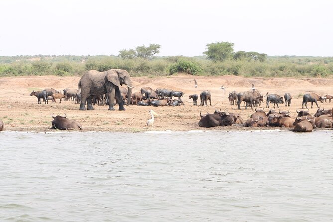 7 Days Flying Gorillas and Wildlife Safari Uganda Private Tour - Day 7: A flight from Kihihi to Entebbe