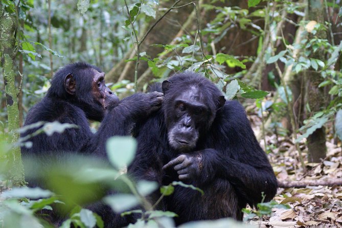 7 Days Fort Portal Culture Tour Western Uganda - Queen Elizabeth National Park by game drive and boat