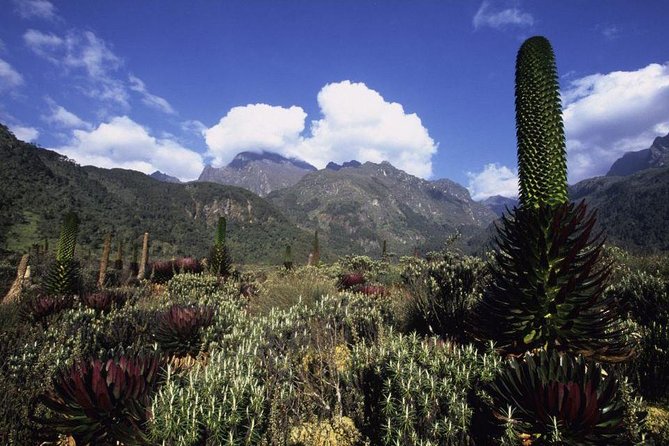 7 Days Rwenzori Summit (Margherita Peak) Hike - Day 2: Mubuku River and John Matte Hut