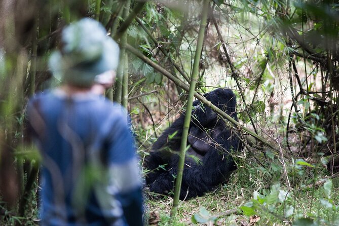 8-Day Classic Uganda Primates & Wildlife Tour - Why this Uganda route works so well