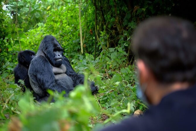 8-Day Classic Uganda Primates & Wildlife Tour - Day 5: Crossing Bwindi and searching for tree-climbing lions