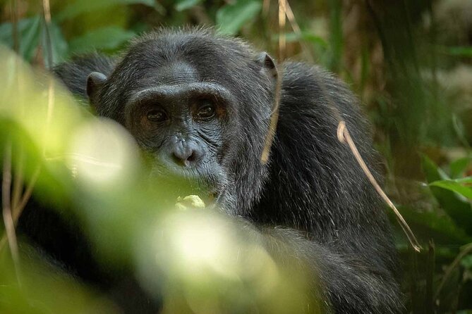 8-Day Classic Uganda Primates & Wildlife Tour - Day 7: Chimpanzees and the community-run Bigodi wetlands