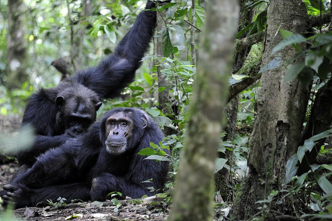 8-Day Classic Uganda Primates & Wildlife Tour - Day 2: Lake Mburo and Uganda’s first safari