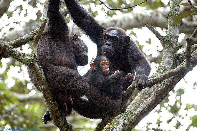 8-Day Murchison Falls, Chimp and Epic Gorilla Trekking - Key things to know before booking