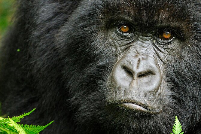 8-Day Murchison Falls, Chimp and Epic Gorilla Trekking - Why this Uganda route is so ambitious