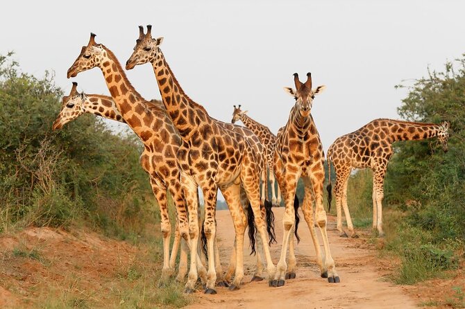 8-Day Murchison Falls, Chimp and Epic Gorilla Trekking - Day 7: The demanding reward of Bwindi