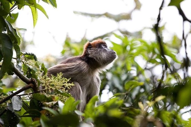 8-Day Murchison Falls, Chimp and Epic Gorilla Trekking Safari - Key points to know before booking