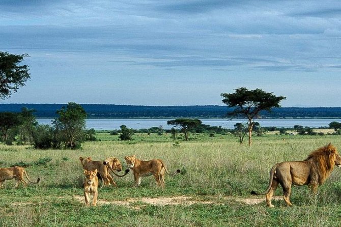 8-Day Murchison Falls, Chimp and Epic Gorilla Trekking Safari - Day 1: Rhinos at Zziwa before Murchison Falls